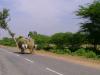Bullock cart enroute a tamilnadu village - Karaikudi